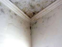 Best Mold Documentation for Insurance Claims  in Mcallen, TX