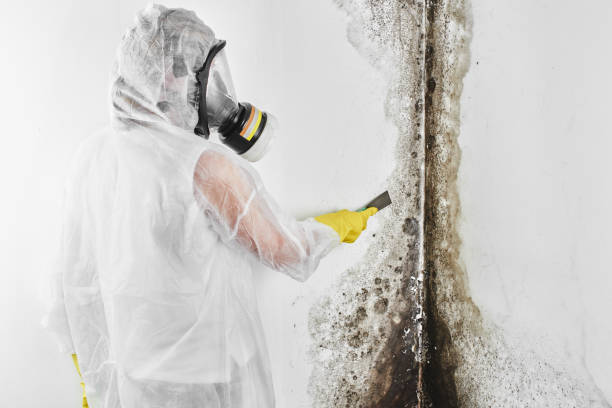 Best Basement Mold Removal  in Mcallen, TX